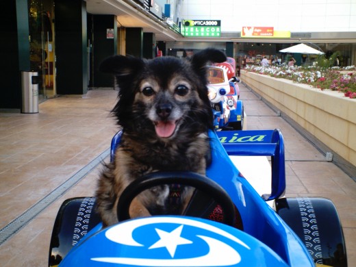 Se llama I N E S y aunque ya es una señora mayor,conserva su espiritu muy joven. Está agil, le gusta mucho la aventura, las carreras y montar en coche. Es fan del FORMULA 1 y de Fernando Alonso. Es una perrita muy cariñosa y le gusta mucho estar en casa, pero tiene mucha personalidad.Es dócil y muy obediente pero cuando decide que tiene que hacer algo y toma su propia decisíon no hay quien se lo impida.